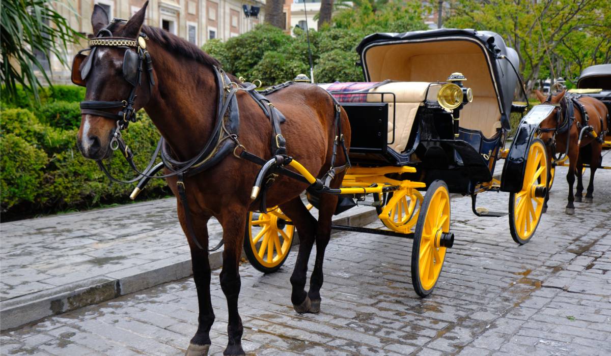 Nyc Carriage Rides