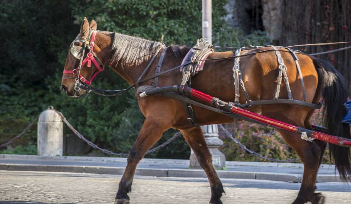 Carriage Rides In Nyc
