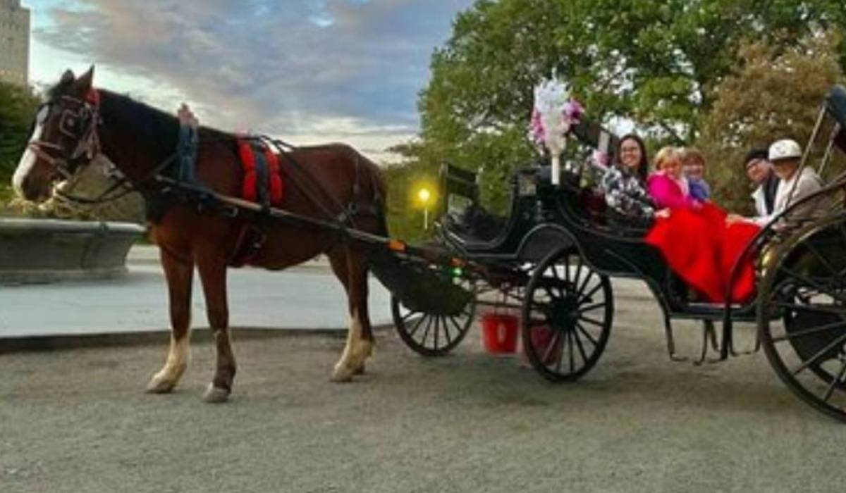 Horse And Carriage Ride Nyc