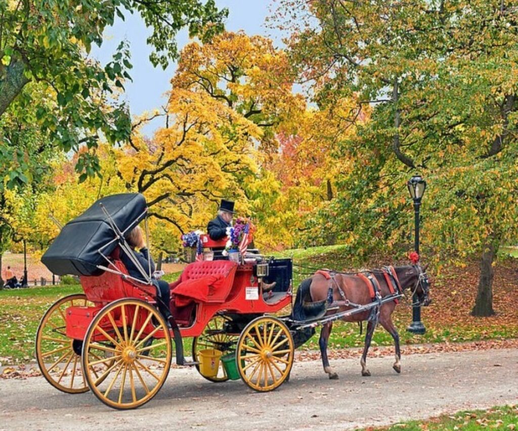 Horse Carriage New York Central Park
