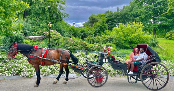 Carriage Rides in Central Park