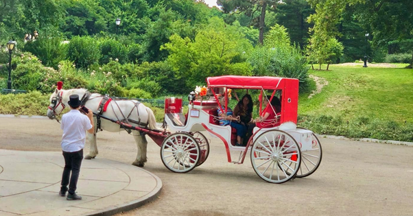 Where Can You Get a Carriage Ride in Central Park