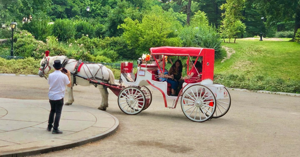 Horse Carriage Rides in Central Park